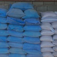 گندم سیروان بوجاری شده