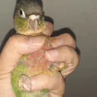 جوجه گرینچیک و گرینچیک بالغ