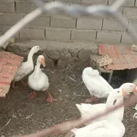 قوغاز|حیوانات مزرعه|مشهد, شهرک صنعتی توس|دیوار