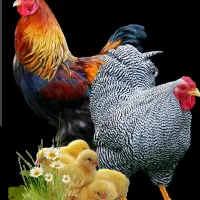 واکسن مرغ خروس جوجه اندیمشک کوی رسالت