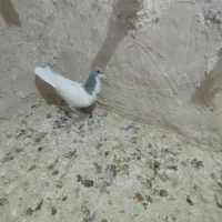 کبوتر شهری|پرنده|شیراز, جمال آباد|دیوار