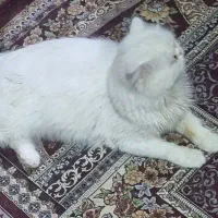 گربه پرشین اسکاتیش