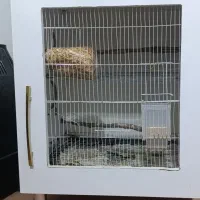 قفس کمدی پرنده