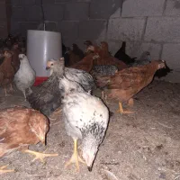 جوجه مرغ2ماهه گلپایگانی حراج واقعی دونه85|حیوانات مزرعه|شاهرود, |دیوار