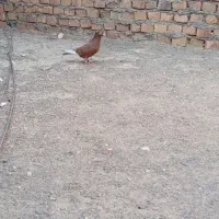 مینا سرخ کاکل ماده