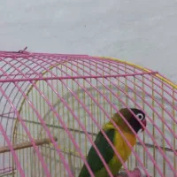 پرنده فروشی|پرنده|دزفول, |دیوار