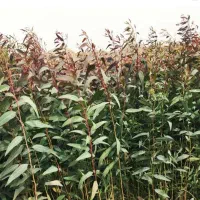 فروش نهال اکالیپتوس