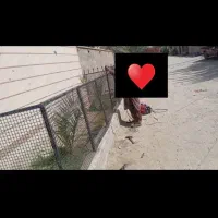 نرده حفاظ شاح گوزنی دور حیاط زیر قیمت بازار|مصالح و تجهیزات ساختمان|سراوان, |دیوار