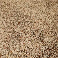 پسته پوک خریدارم بابالاترین قیمت