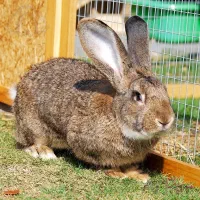 حیوان .... خرگوش نژاد سنگین|موش و خرگوش|خواف, |دیوار