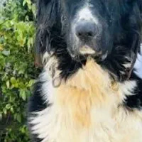 سگ  پیدا شده