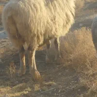 حیوانات مزرعه