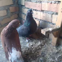 کبوتر|پرنده|آزادشهر, |دیوار