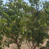 باغ|فروش زمین و ملک کلنگی|سامان, |دیوار