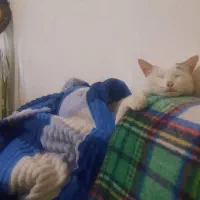 واگذاری گربه ترکیش