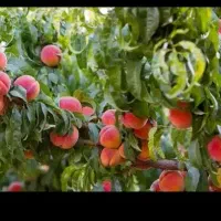 انواع نهال گلدانی شناسنامه دار یکساله تا پنج ساله
