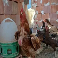 فروش مرغ و خروس محلی
