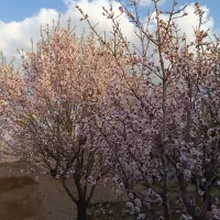 واگذاری باغ بادام و پسته در ینگی کند|اجارهٔ دفتر صنعتی، کشاورزی، تجاری|خسروشاه, |دیوار