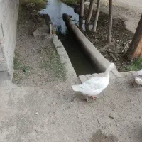 باغچه و ویلایی برا پروزش دام و طیور|اجارهٔ خانه و ویلا|ماهدشت, |دیوار