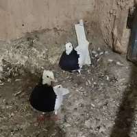 جفت طوقی سیاه واکسی درجه یک