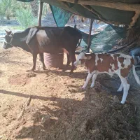 گاو گوساله نرسوزنی هلشتاین