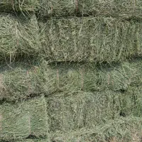 یونجه تازه درجه یک