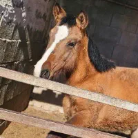 کره اسب مادیان، پدر کیسان بزرگ