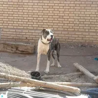 سگ ماده الابای اصیل|سگ|مبارکه, |دیوار