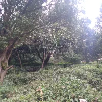 باغ مرکبات و چای ، واجارگاه ، گیل ملک|فروش زمین و ملک کلنگی|واجارگاه, |دیوار