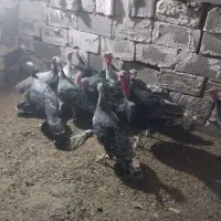 بوقلمو|حیوانات مزرعه|خورموج, |دیوار