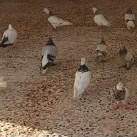 کبوتر رنگی|پرنده|بهبهان, |دیوار