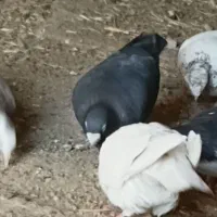 ۳۰تا کفتر|پرنده|لوشان, |دیوار