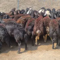 بره ماده، گوسفند، قره قزل