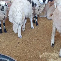 بره نر|حیوانات مزرعه|رفسنجان, |دیوار