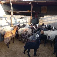 میش مایه کرده و برا دار