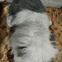 عروسک نماد سگ|اسباببازی بچه|ورامین, ورامین|دیوار