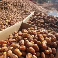 خرما زاهدی(قصب)|عمده‌فروشی|شیراز, شهرک صنعتی شیراز|دیوار