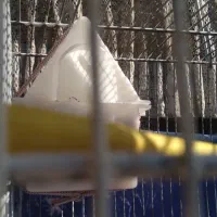 فنچ نو جوان سفید اشکی|پرنده|شاهین‌شهر, گرگاب|دیوار