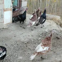 بوقلمون جوان و سرحال|حیوانات مزرعه|تویسرکان, |دیوار