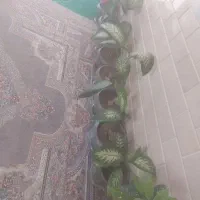 گل اپارتمانی|گل و گیاه طبیعی|فیروزآباد (فارس), |دیوار
