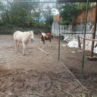 دو عدد اسب پونی مادیون و کره نریون