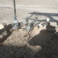 کفتر جوجه