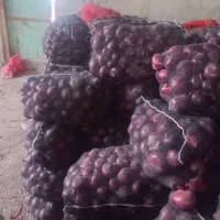 تامین پیاز قرمزوطلائی لوکس بناب برای صادرات|عمده‌فروشی|بناب, |دیوار