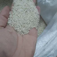 برنج کشت دورود