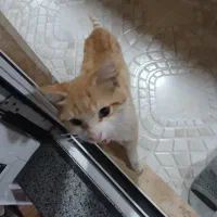 واگذاری گربه