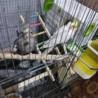 عروس هلندی با جوجه