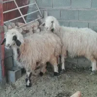 فروش میش بره کهره بز شیشک بختیاری شهر کردی