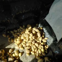 سیب زمینی بذری۴۰۲
