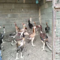 تخم مرغ لاری اوشامو|حیوانات مزرعه|تخت, |دیوار