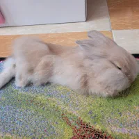 خرگوش خونگی لوپ کاراملی